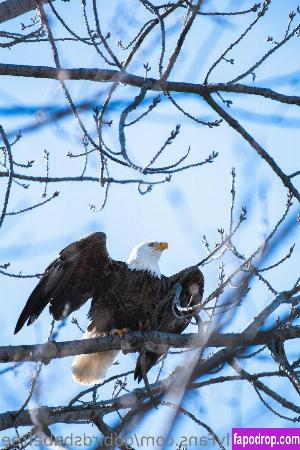 gobirdsbabefree слив #0005